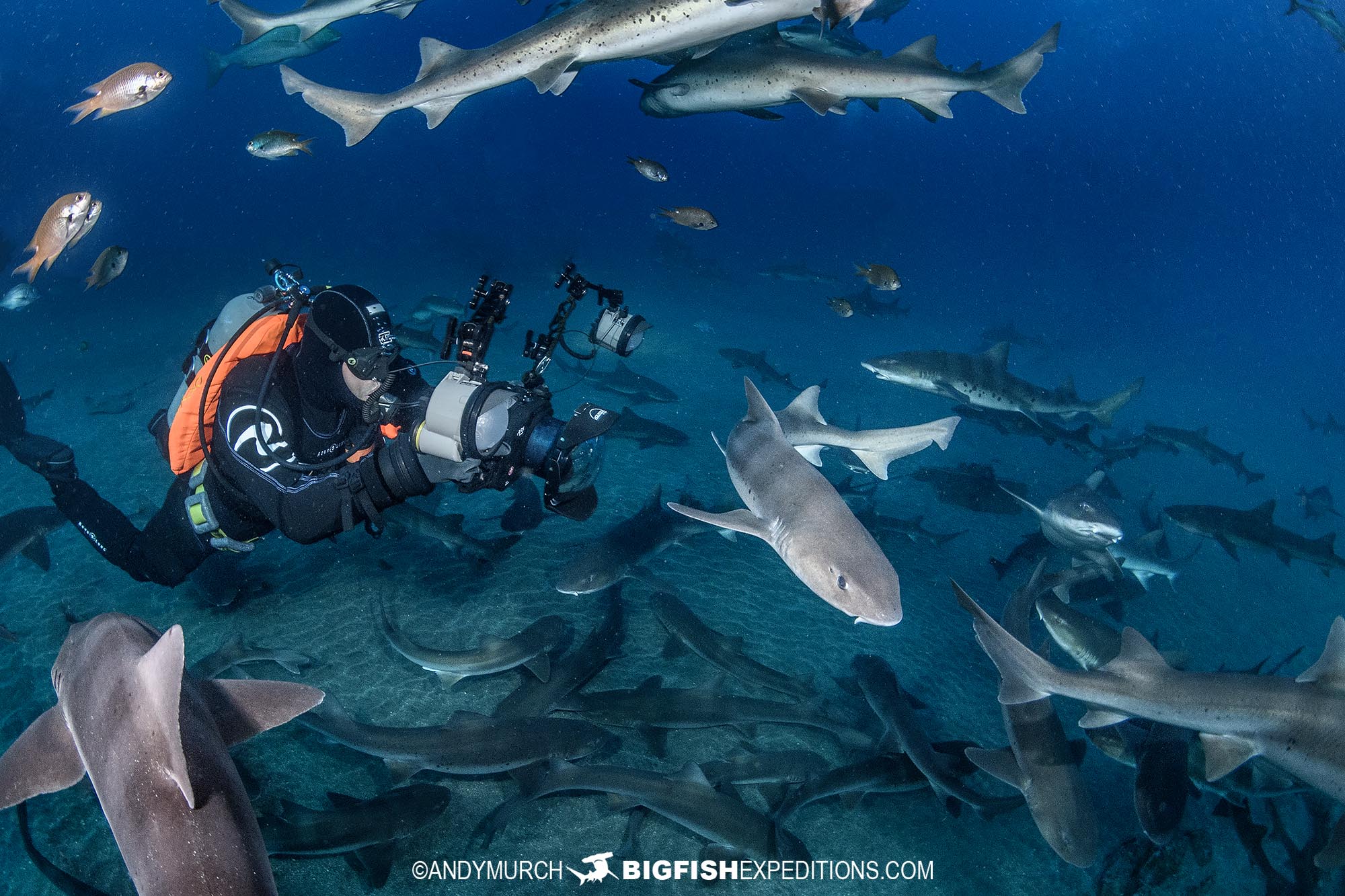 Shark diving in Japan.