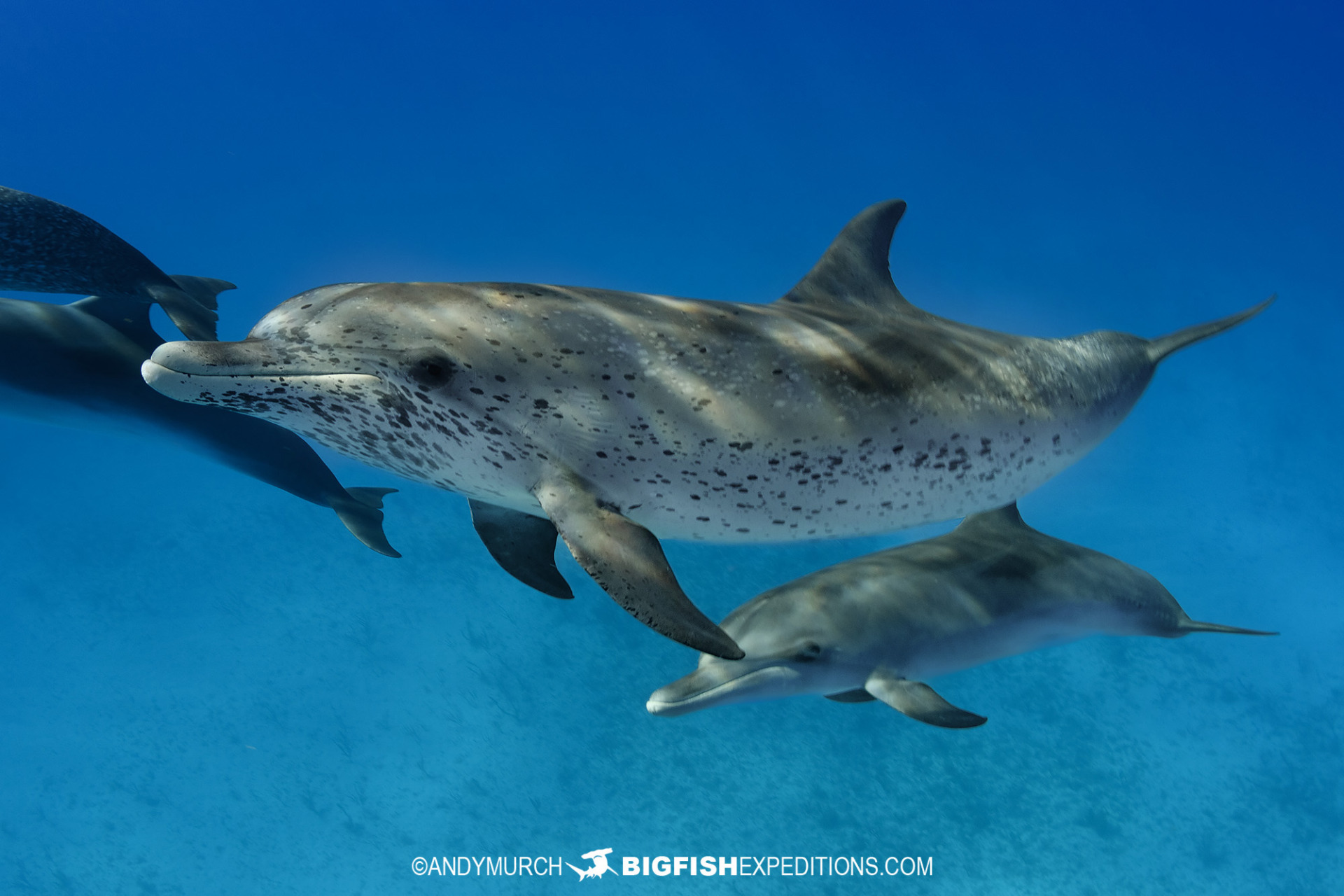 Snorkeling with Atlantic spotted dolphins in the Bahamas.