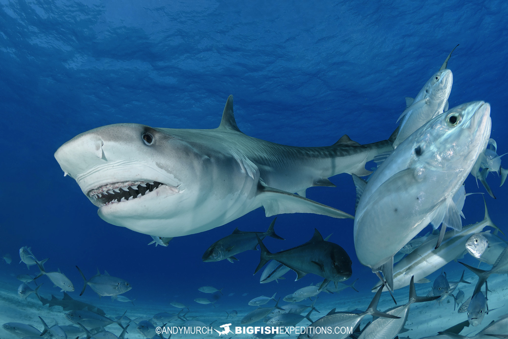 Bimini Tiger Shark Diving.