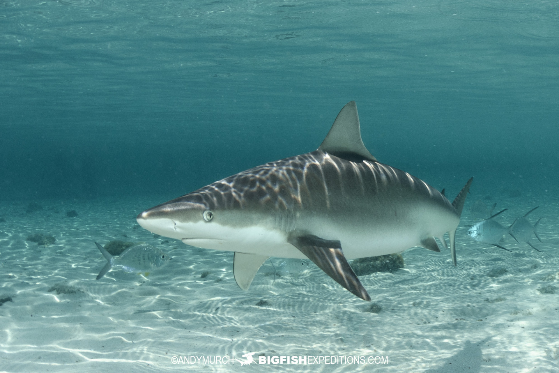 Blacknose shark diving at Gun Cay near Bimini.