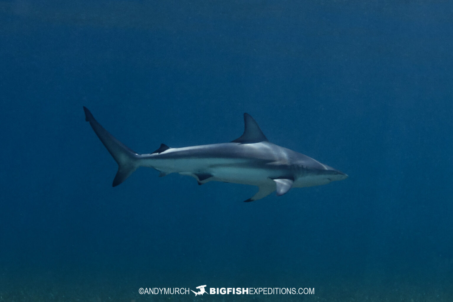 Great Hammerhead Shark Diving Safari 2023