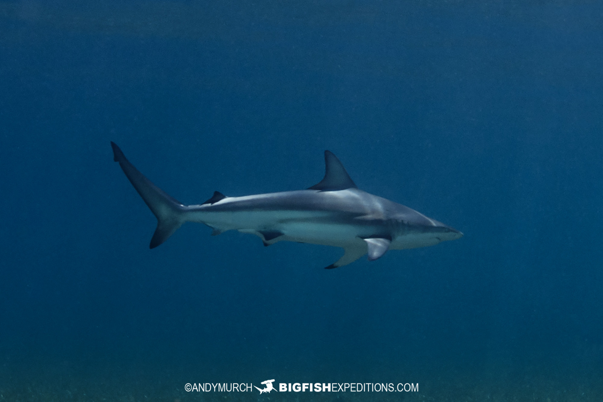 Blacktip Shark diving in the Bahamas.