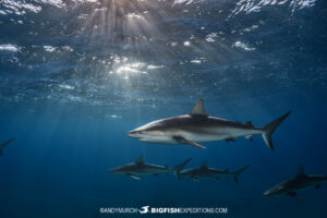 Caribbean reef shark diving in Bimini.