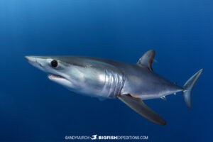 How to photograph mako sharks.