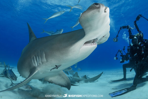 Great Hammerhead Shark Diving