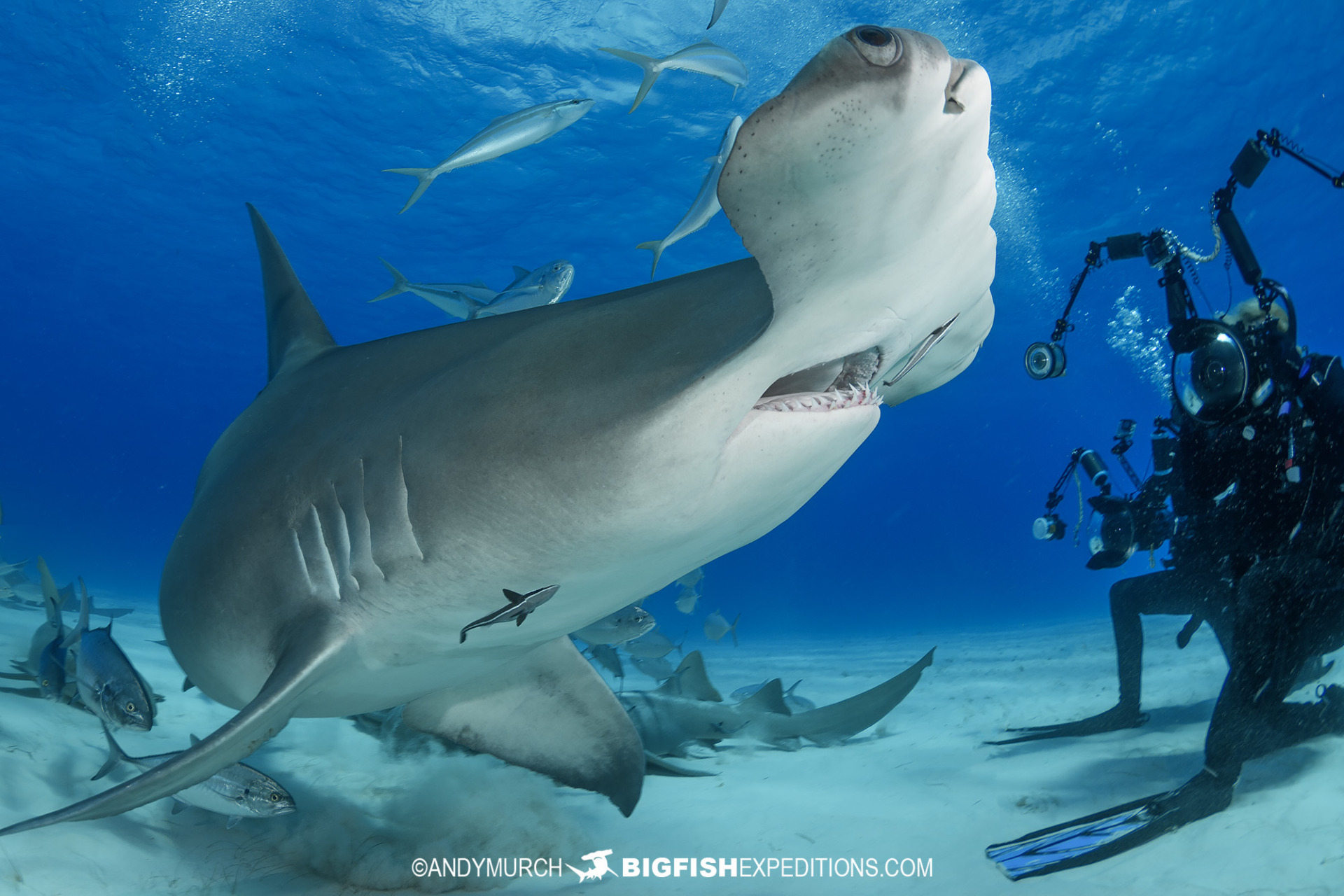 Great Hammerhead Shark Diving