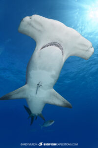 Great Hammerhead in Bimini, Bahamas.