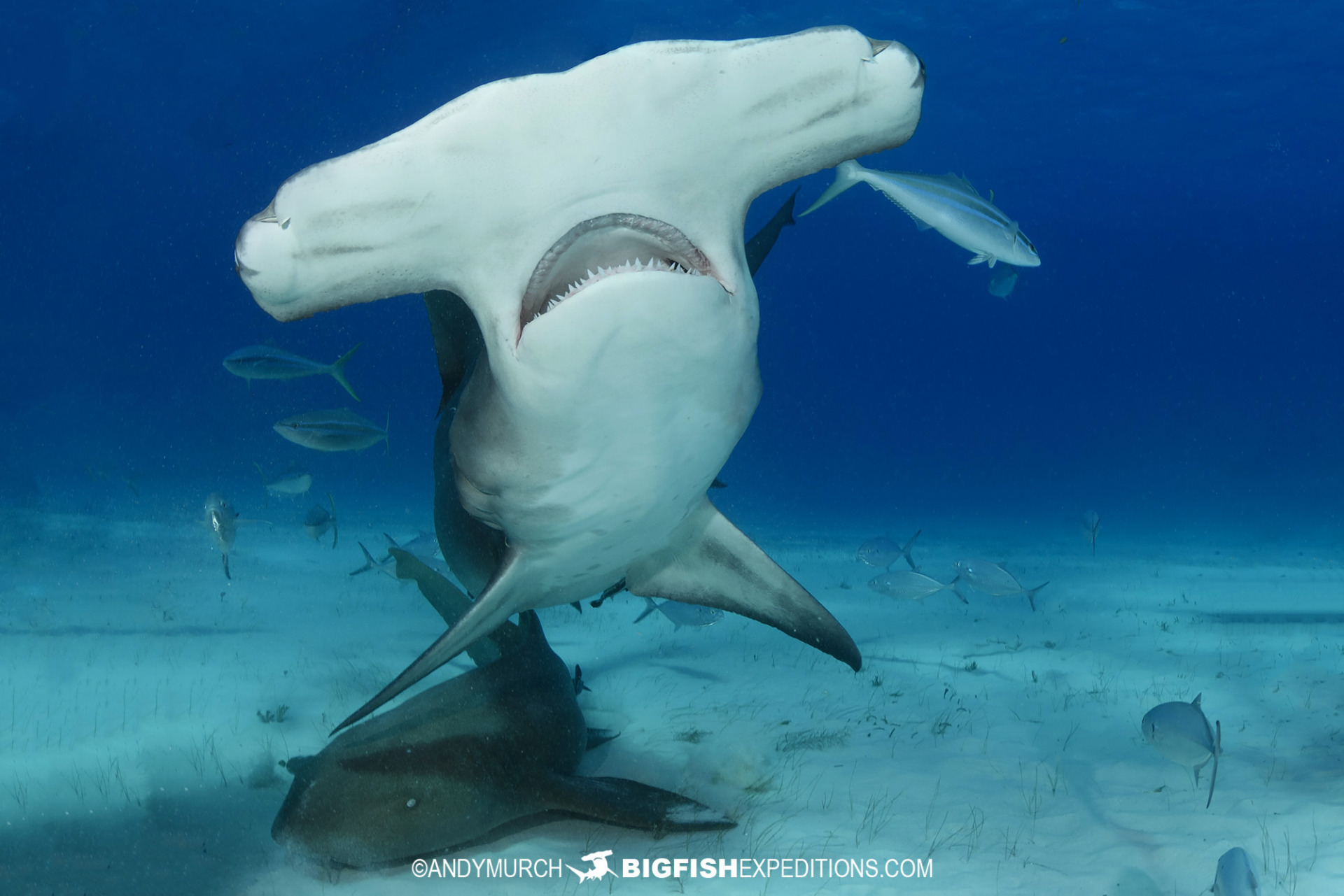 Great Hammerhead Shark Diving in Bimini, Bahamas.
