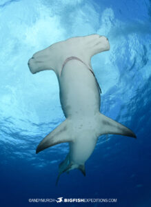 Hammerhead shark photography trip.