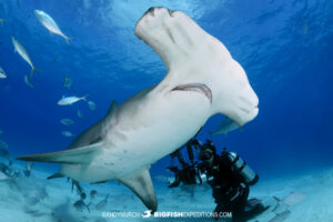 Great hammerhead diving and photography.