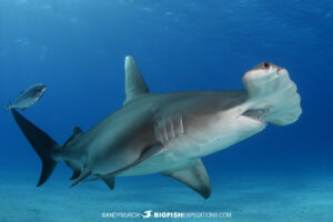 Great hammerhead shark in Bimini.