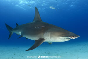 Great hammerhead shark photography in Bimini.