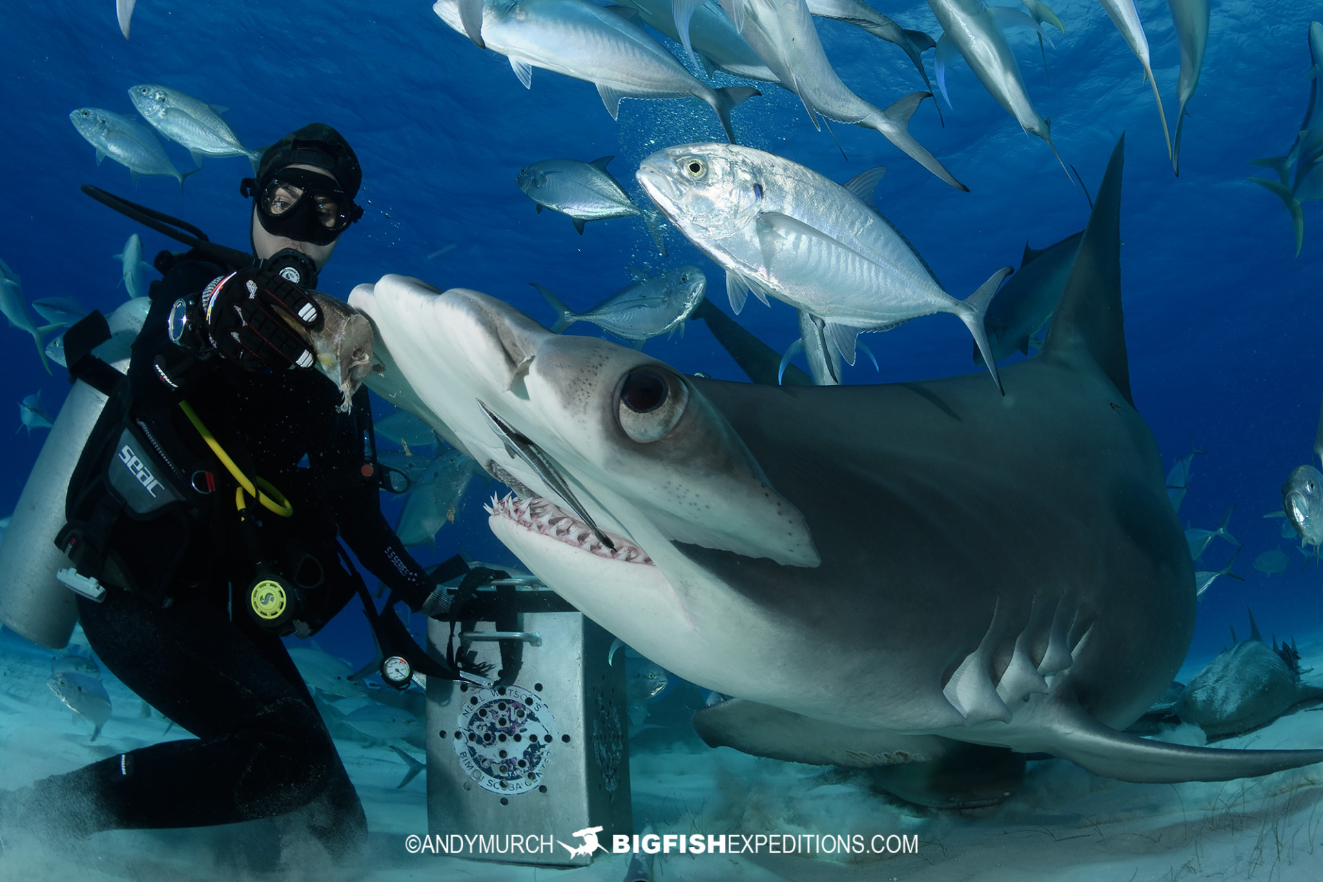 Great hammerhead shark dive in the Bahamas.