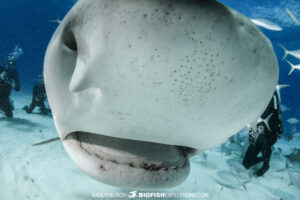 Shark diving in the Bahamas with big fish expeditions.
