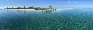 Gun Cay stingray dive.