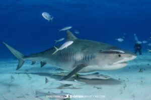 Joker the resident Tiger Shark in Bimini.