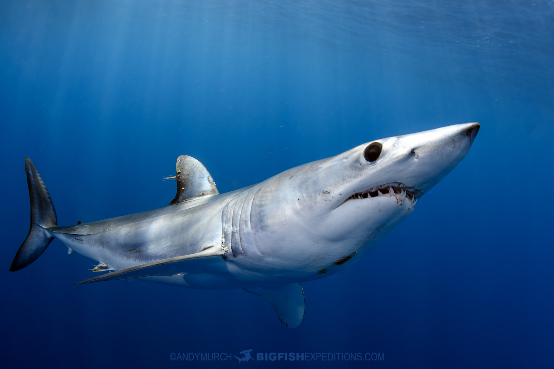 Mako shark photography tips for underwater photographers.