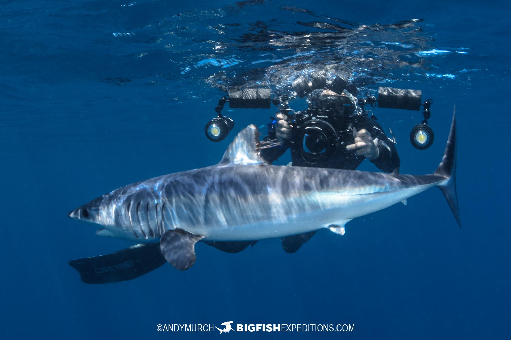 Snorkeler with a mako shark in Cabo.