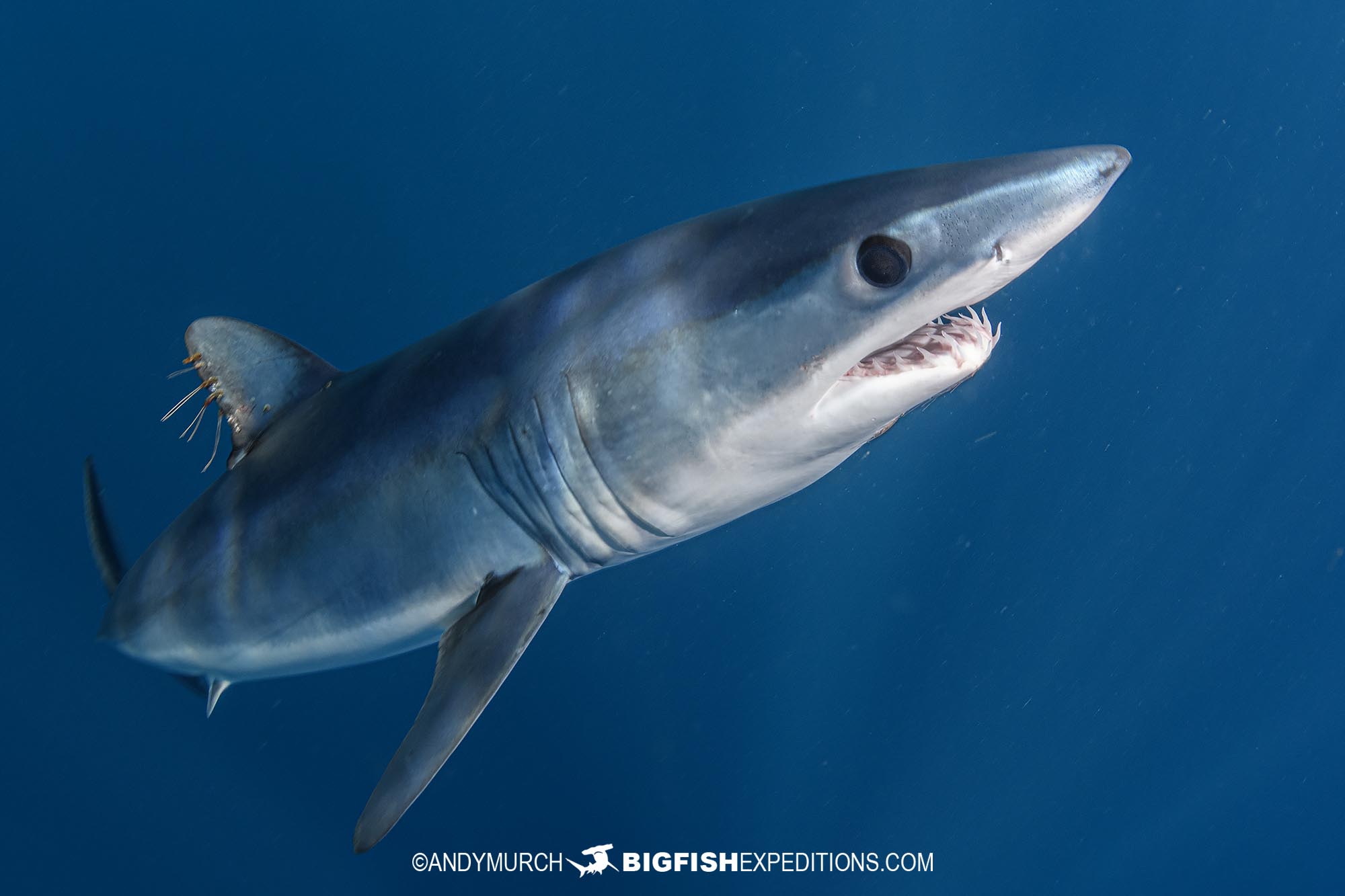 Mako shark snorkeling in Baja.