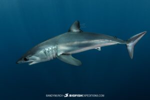 Snorkeling with makos in Mexico.