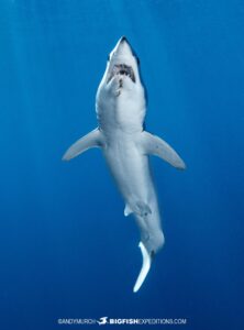 Mako shark snorkeling in Cabo.