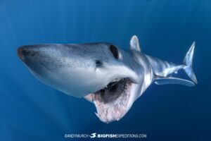 Mako shark dive in Cabo.