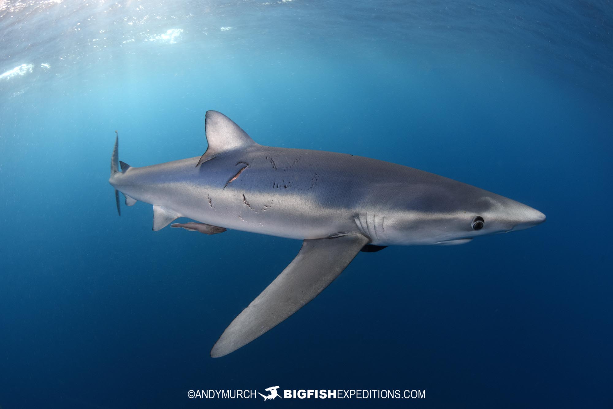 Blue shark photographed during our mako snorkeling trip.