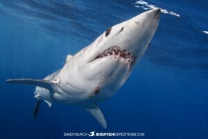 World class mako snorkeling encounter!