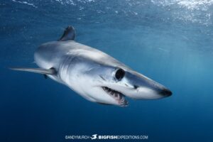 Swimming with a big mako shark.