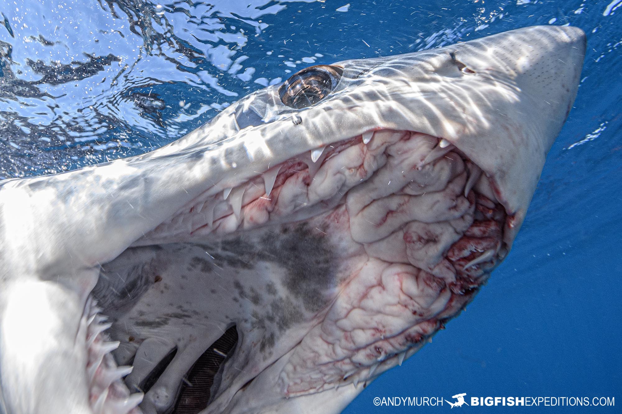 Mako gape photography. Cabo.