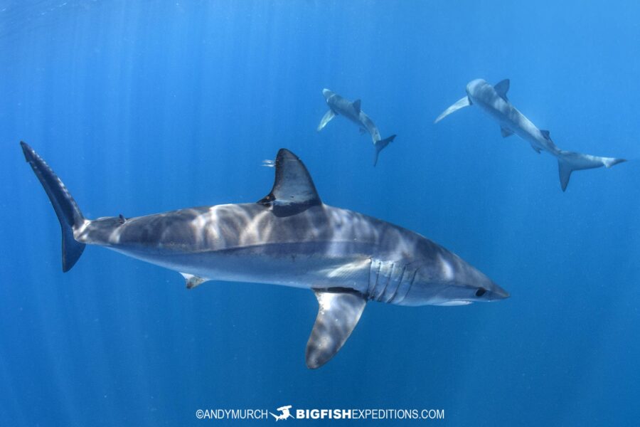 Mako and Blue Shark Snorkeling in Baja, Mexico.