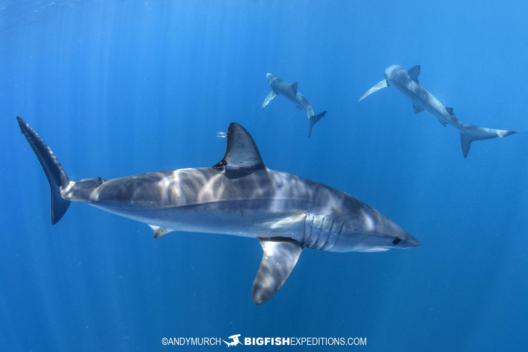 Swimming with blue and mako sharks in Mexico.