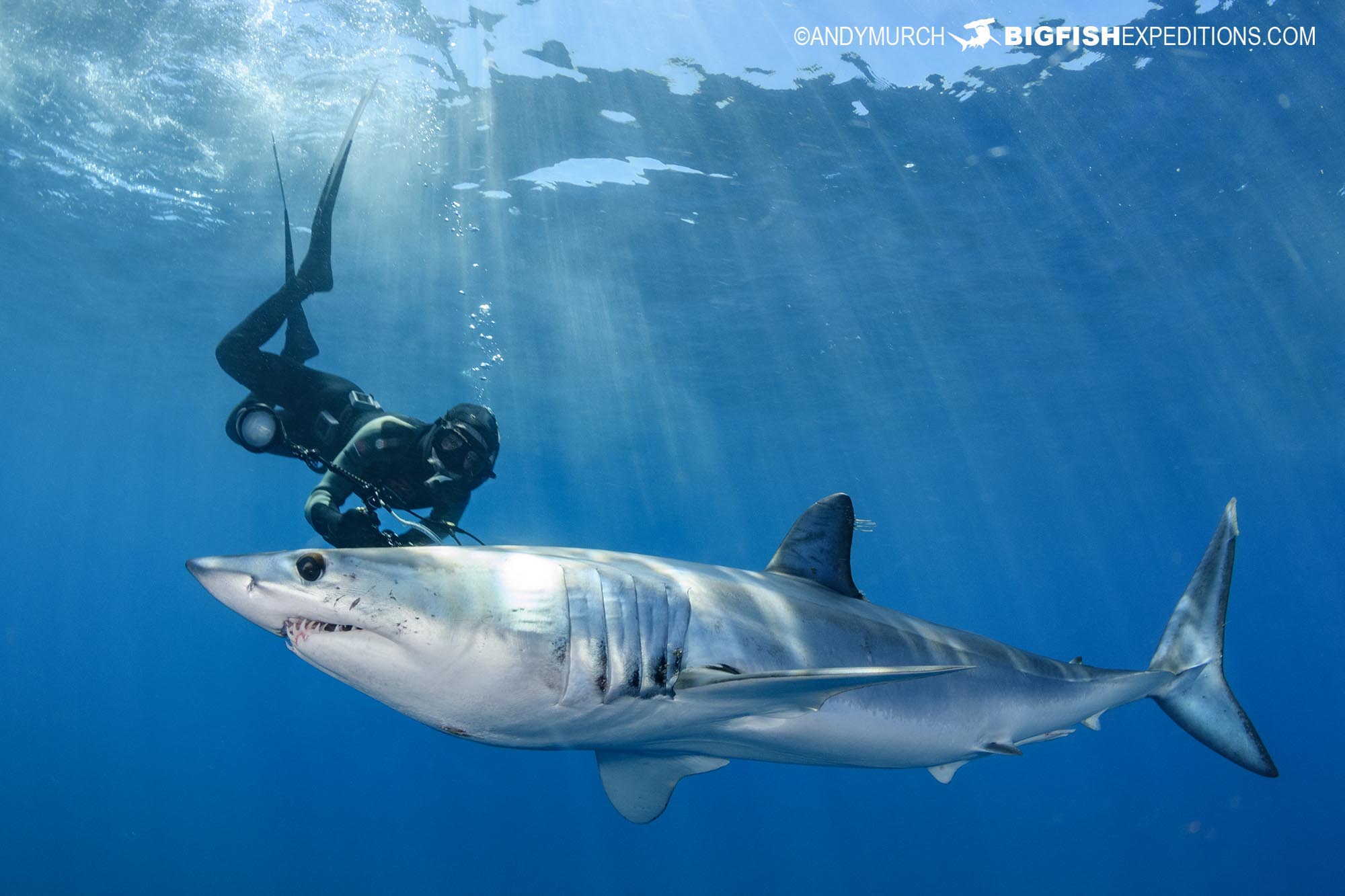 Free diving with a big mako shark in Mexico.