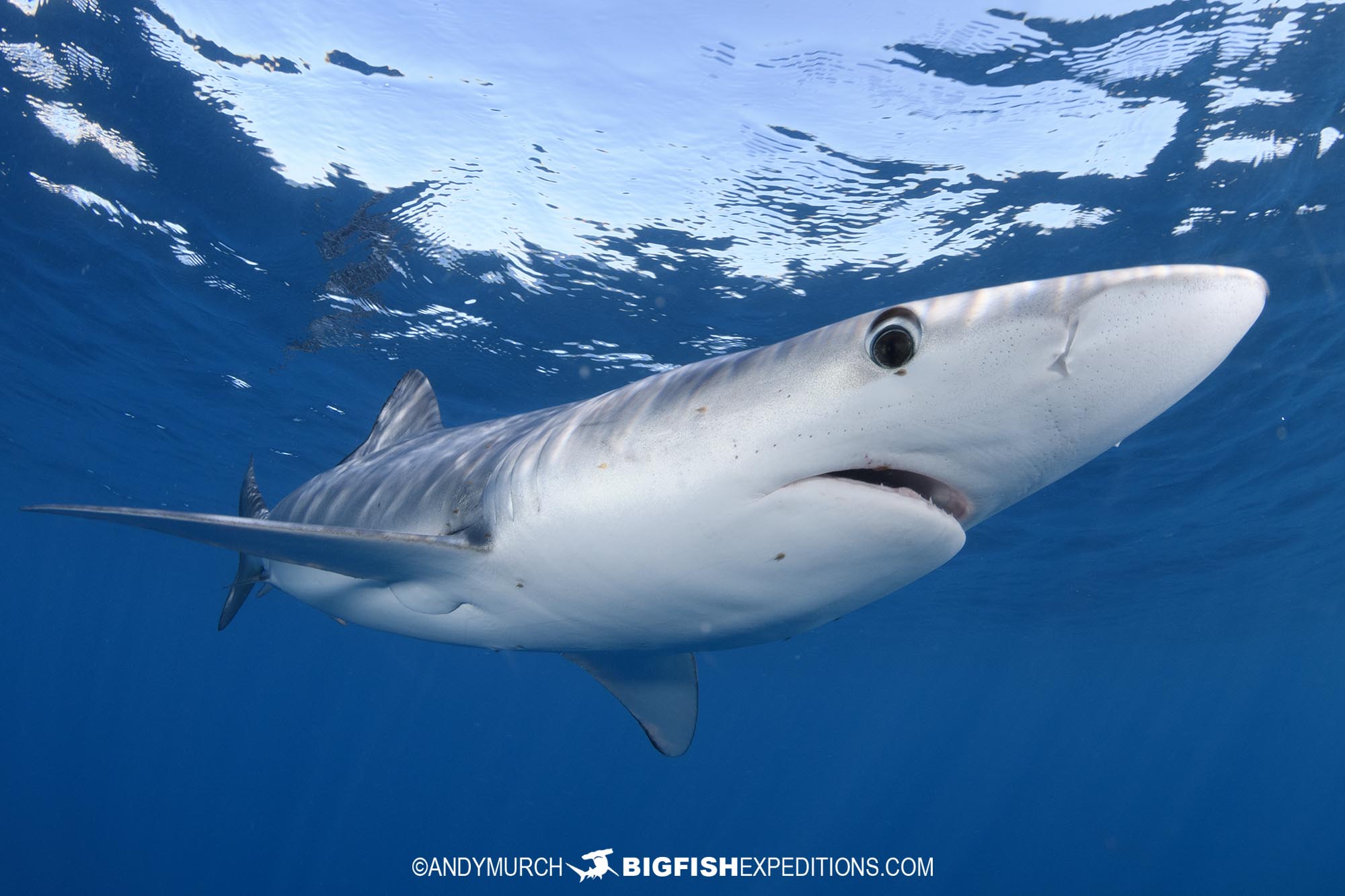 Blue shark snorkel in Baja.