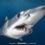 Makos Shark Snorkeling 2024