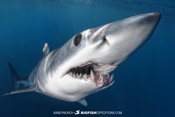 Snorkeling with makos and blue sharks in Cabo San Lucas, Mexico.