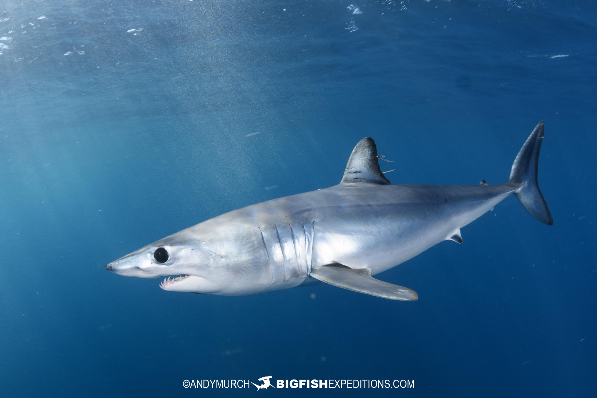 Mako swimming in the blue water off Cabo San Lucas, Baja.