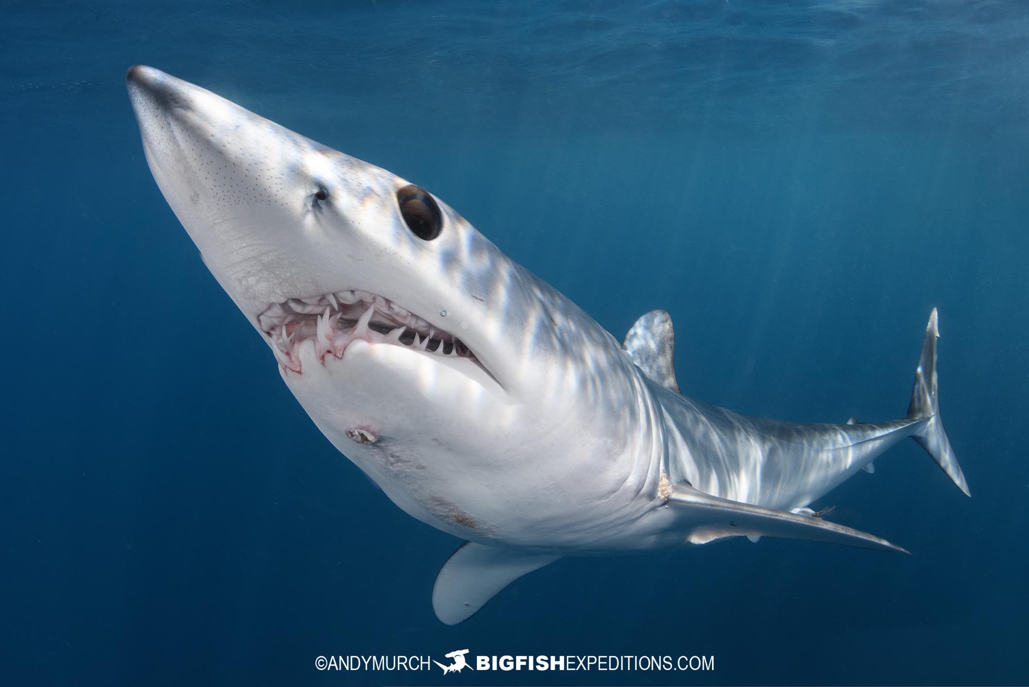 Snorkelling with mako and blue sharks in Baja, Mexico.