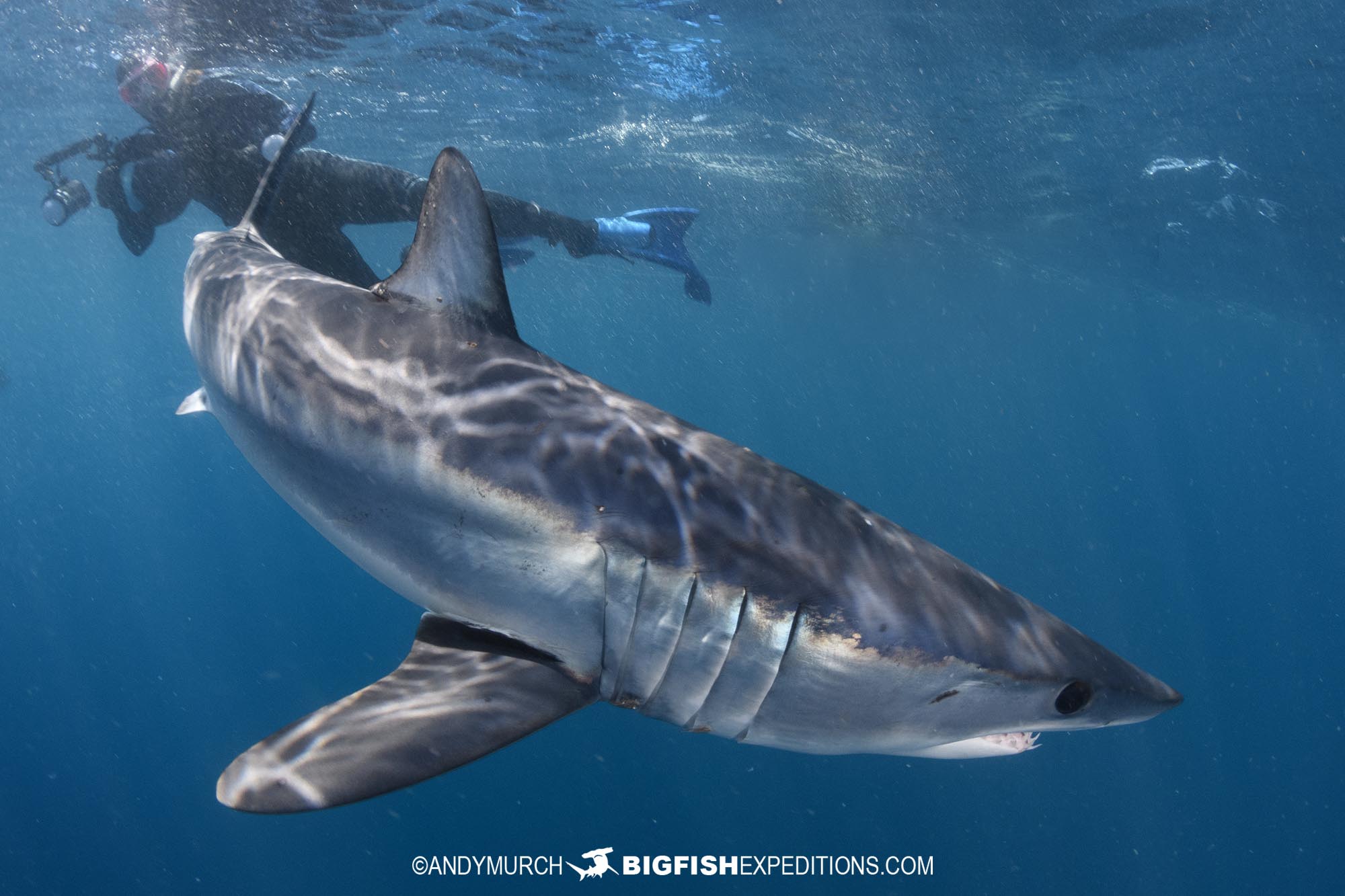 Snorkelling with mako sharks in Baja.