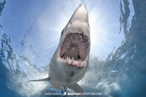 Mako Shark mouth gape.