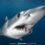 Photographing Mako Sharks