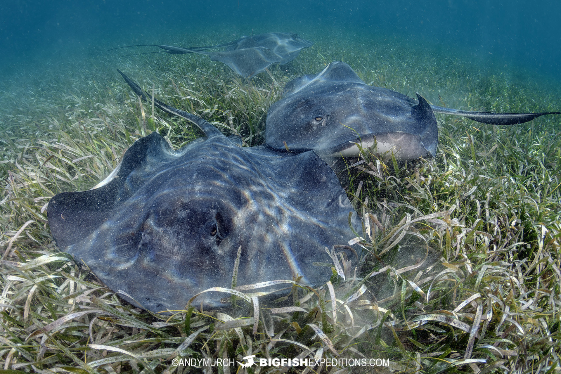 Southern stingrays in Bimini.