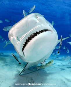 Tiger shark diving and photography.