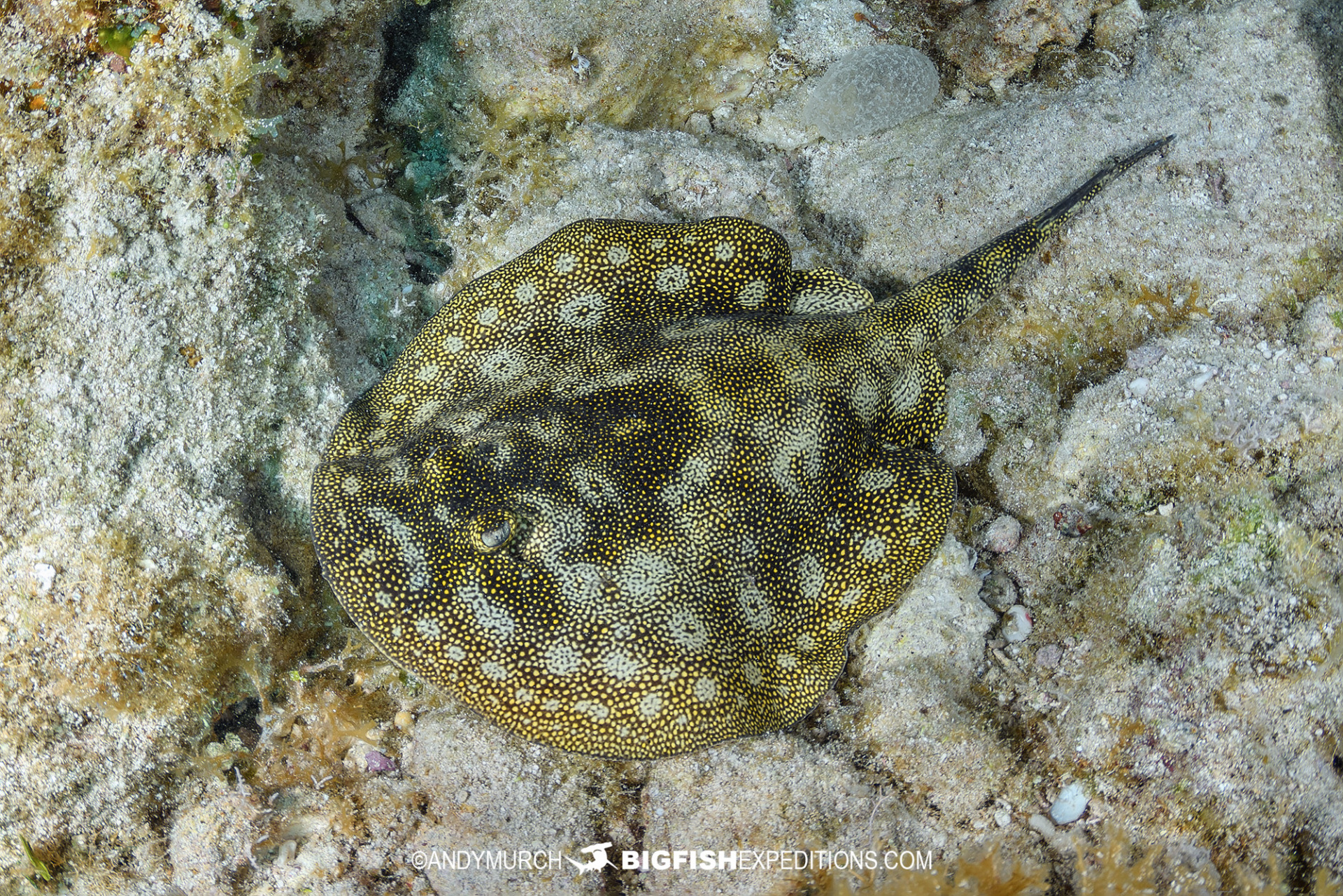 Diving with yellow stingrays in the Bahamas.