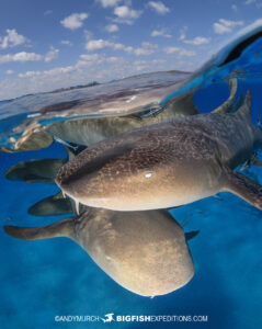 Nurse Shark Split frame photography in the Bahamas.