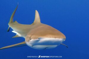 Dusky Shark bump at Cat Island.