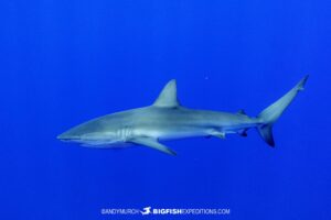 Dusky Shark at Cat Island.