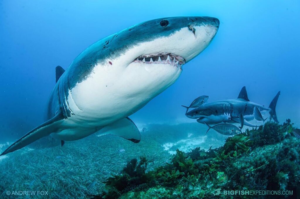 Diving with great white sharks at the Neptune Islands in South Australia.