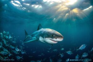 Cage diving with great white sharks at the Neptune Islands in South Australia.