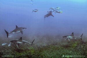 Cage diving with great white sharks at the Neptune Islands in South Australia.